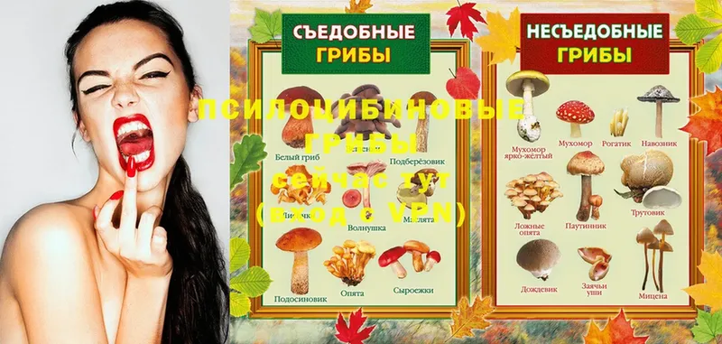 Псилоцибиновые грибы Magic Shrooms  магазин продажи наркотиков  Ермолино 